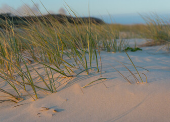 Beach grass in a sand dune