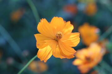 Portraits beautiful yellow cosmos flowers wiht sky bright in field.
