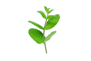Mint or mentha branch isolated on white. © photohampster