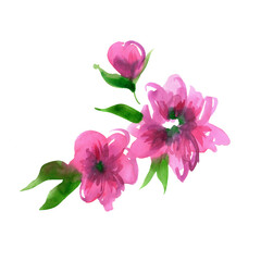 Cute pink watercolor flowers on a white background