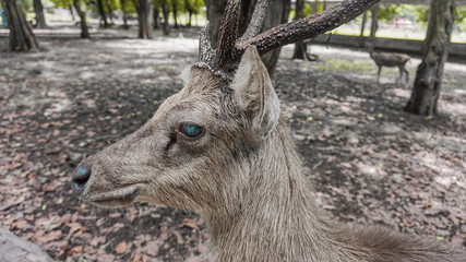 adult male deer from Maliran Blitar deer breeding approach to greet tourists.