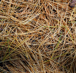 fallen needles from trees close-up