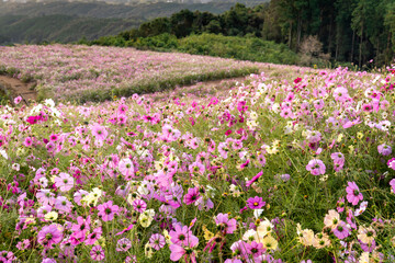 長崎県諫早市　白木峰高原に咲く秋桜