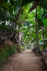 Ground rural road in the middle of tropical jungle, Vallée de Mai, Praslin island, Seychelles