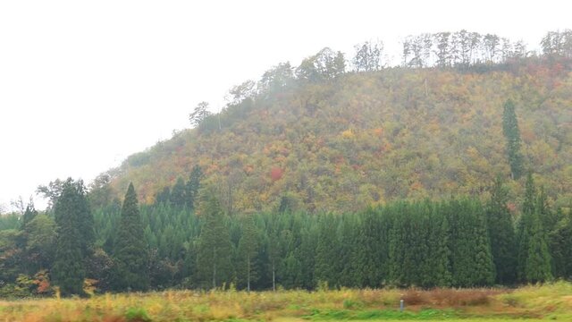 秋の紅葉　田園風景　山と森林　雨の日　移動撮影