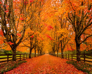 autumn trees in the park
