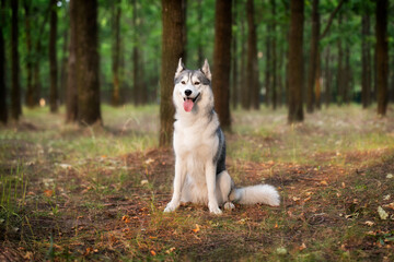 A young Siberian Husky is sitting in a forest. She has amber eyes, grey and white fur; sunset light shines on her in golden color. There are many trees with brown trunks in the background..