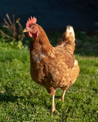 hen in the foreground. Chicken in the farm yard.