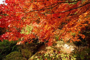 Autumn colors at the Japanese garden of Hoko-ji temple in Sanda city, Hyogo, Japan