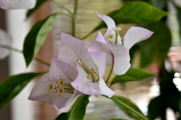Close up of white bougainvillea for any of your art projects.