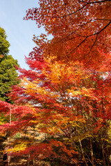 Autumn colors at the Japanese garden of Hoko-ji temple in Sanda city, Hyogo, Japan