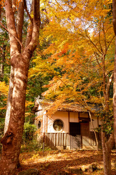 Autumn colors at the Japanese garden of Hoko-ji temple in Sanda city, Hyogo, Japan