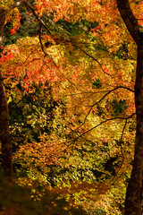 Autumn colors at the Japanese garden of Hoko-ji temple in Sanda city, Hyogo, Japan