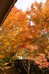 Autumn colors at the Japanese garden of Hoko-ji temple in Sanda city, Hyogo, Japan