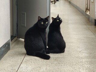 고양이 두마리의 집 밖 구경 © sangrae