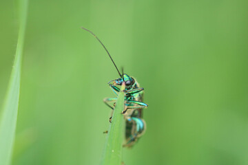 Macro shot of a Oedemera nobilis a species of beetle sitting on a plant