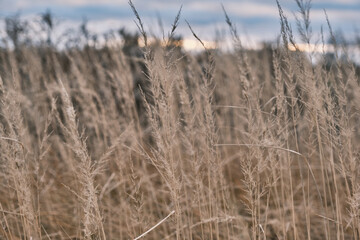 Closeup of a grass bents in winter snowy day 