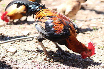 The Shot chickens thai are eating rice pellets in the garden around the house.