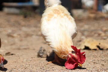 The Shot chickens thai are eating rice pellets in the garden around the house.