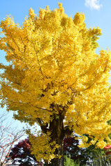 京都嵐山妙智院西山艸堂のいちょう紅葉