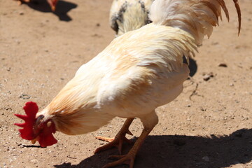 The Shot chickens thai are eating rice pellets in the garden around the house.