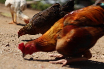 The Shot chickens thai are eating rice pellets in the garden around the house.