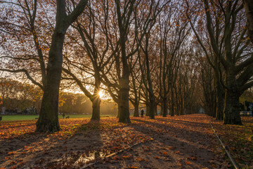 Beautiful avenue of plane trees in an autumn park at sunrise - obrazy, fototapety, plakaty