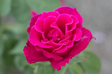 Portrait  blooming pink and purple roses. 