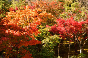 京都嵐山天龍寺曹源池の紅葉