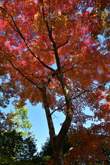 京都嵐山天龍寺庭園の紅葉