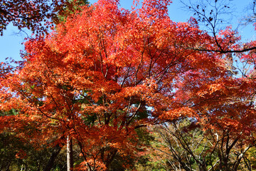 京都嵐山天龍寺庭園の紅葉