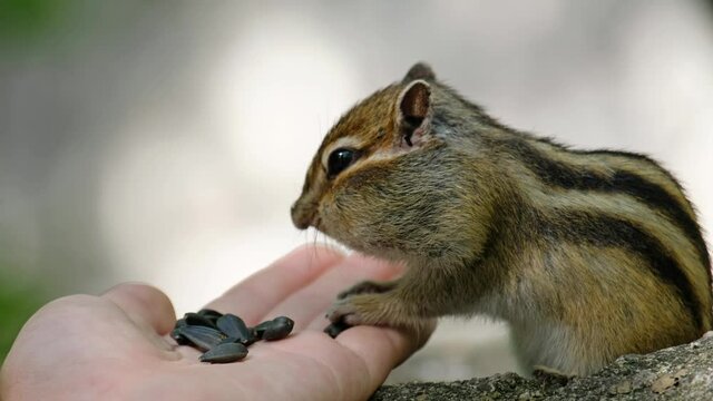 Video of chipmunk eats sunflower seeds from the hand