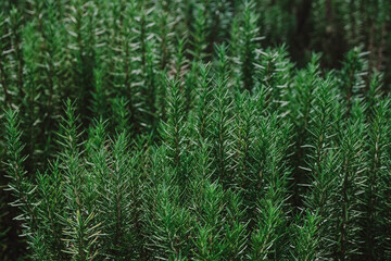 green grass background close up rosemary plant