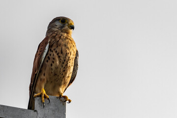 "Common kestrel" (Falco tinnunculus) standing on electricity pole photographed from below
