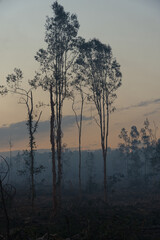 Fototapeta premium Australian deforested pine forest surrounded by smoke