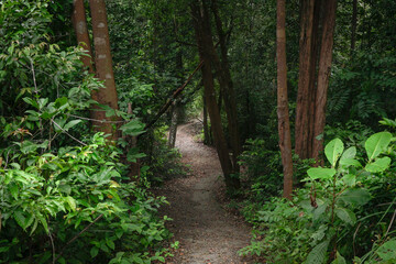 Hiking trail inside a beautiful lush tropical forest in South East Asia