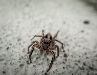 Brown spider macro