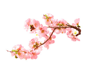 Branch of the blossoming Japanese Quince with pink flowers