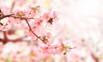 Horizontal spring banner with Japanese Quince flowers