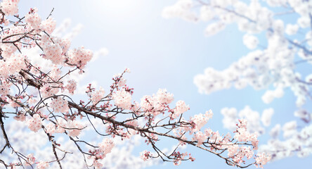 Horizontal spring banner with sakura flowers