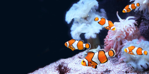 Sea anemone and clown fish