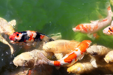 Fancy carps in pond, Koishikawa Korakuen garden, Okayama, Japan