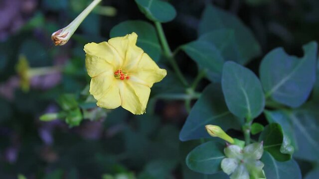 The yellow Four O'clock flowers or Marvel of Peru flowers (Mirabilis jalapa) in the wind