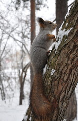 Naklejka na ściany i meble Grey fluffy squirrel on a tree trunk in winter