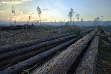 Fototapeta na wymiar Australian deforested pine forest surrounded by smoke