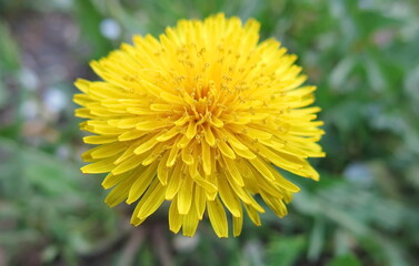 yellow dandelion flower in grass