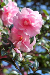 ツバキ 椿 花 冬 ピンク パステル 空