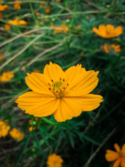 yellow flower in the garden