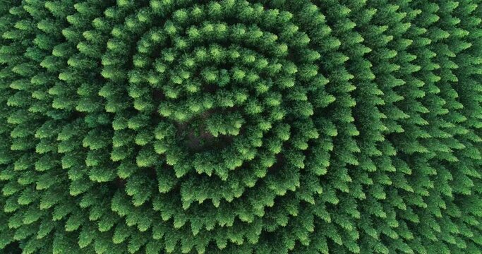 Aerial top view of waving summer green trees in a forest