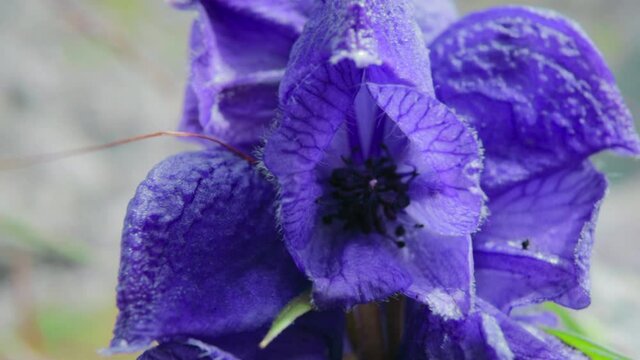 Close up shot of a garden purple flower blowing in a light summer breeze